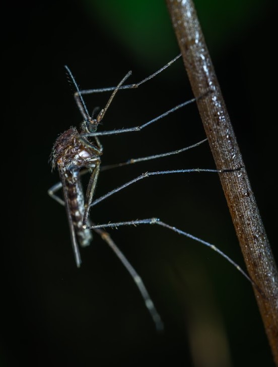 zwalczanie komarów w ogrodzie